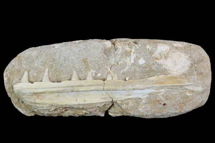 Bargain, Enchodus Jaw Section with Teeth - Cretaceous Fanged Fish #90140